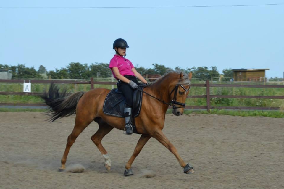 Hollandsk Sportspony Golden Star * B-pony* - Første ridetur billede 18