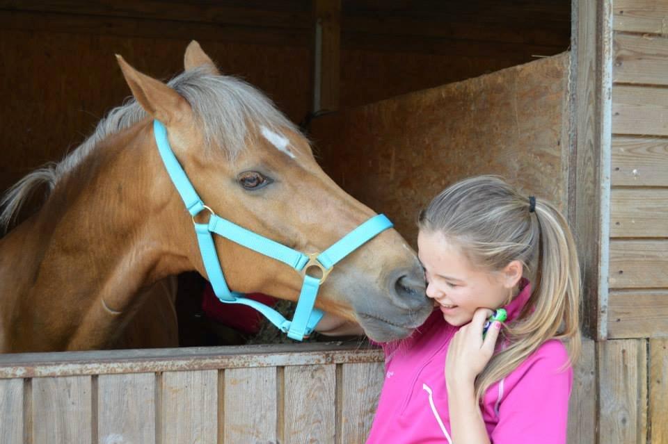 Hollandsk Sportspony Golden Star * B-pony* - Hygger i boksen, med pooloer! billede 33