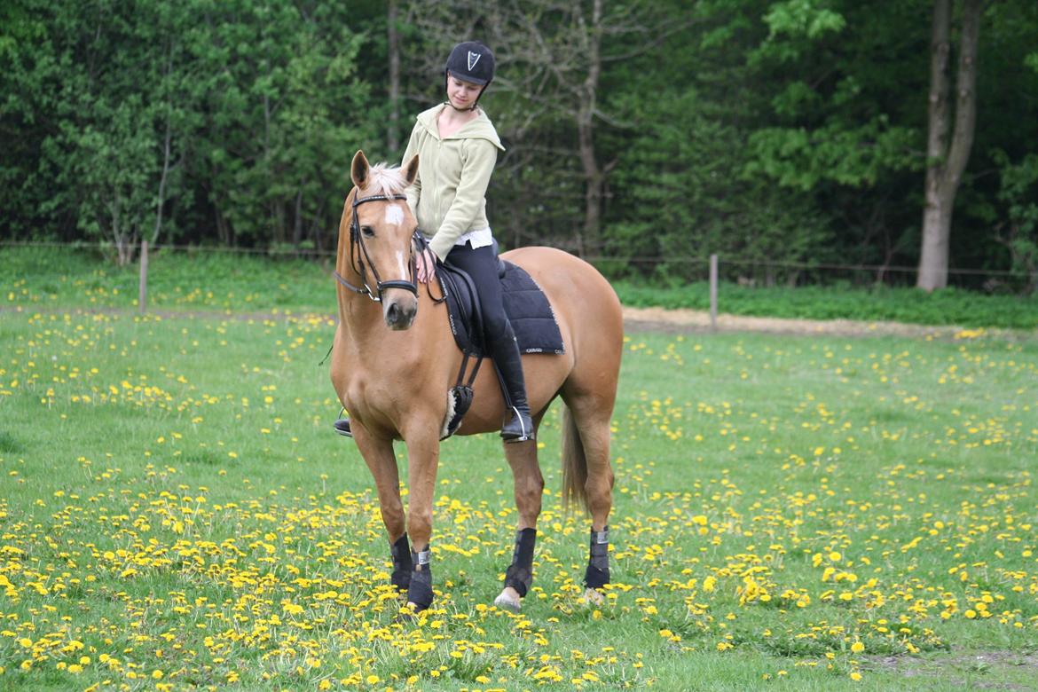 Palomino Chess Stauslykke - Foto: Siw billede 16