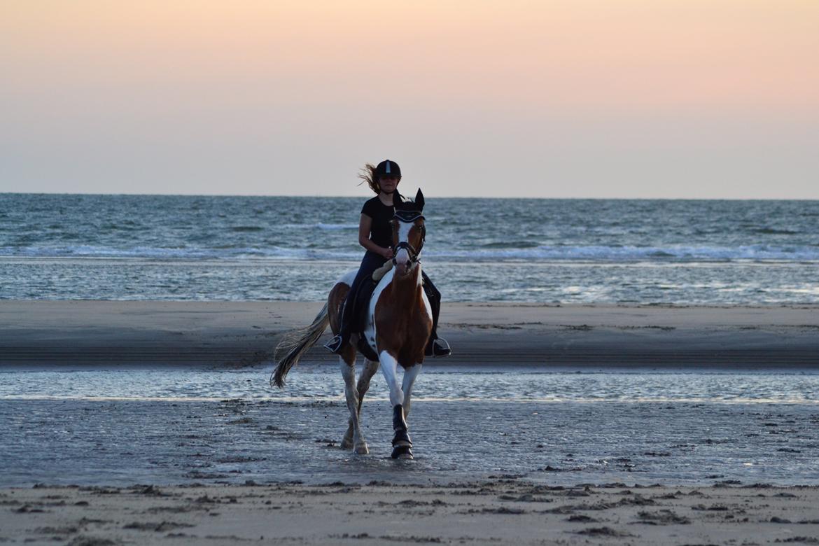 Pinto • Medina • - 2/7-2013 
Første gang på stranden! min stjerne :*
MHR FOTO billede 23