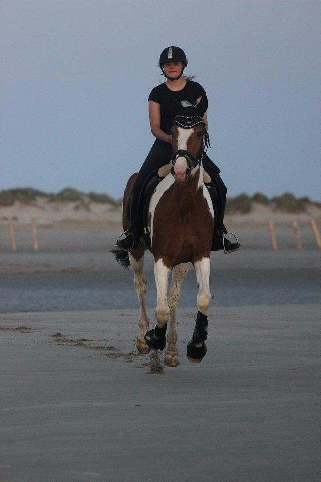 Pinto • Medina • - 2/7-2013
Første gang på stranden! DIVA :*
MHR FOTO billede 6