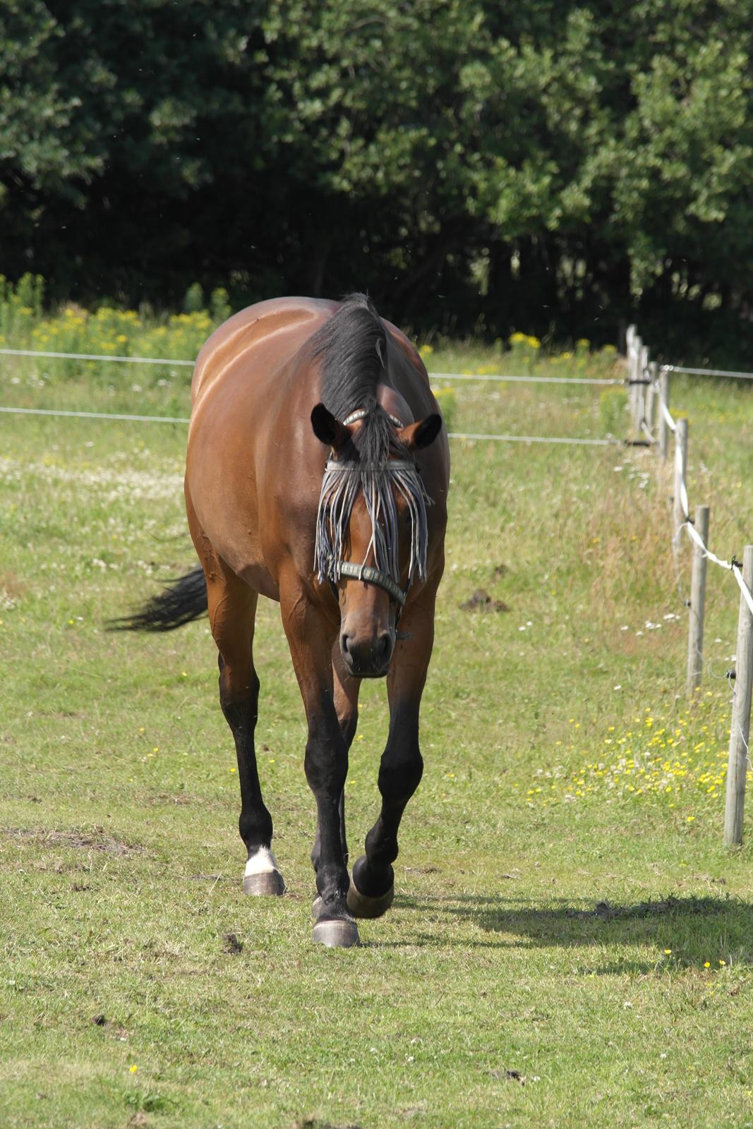 Dansk Varmblod Pauline Byhøj - på marken her hjemme billede 30