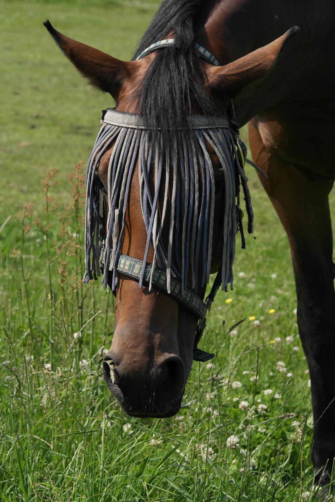 Dansk Varmblod Pauline Byhøj - nutsi hest billede 6
