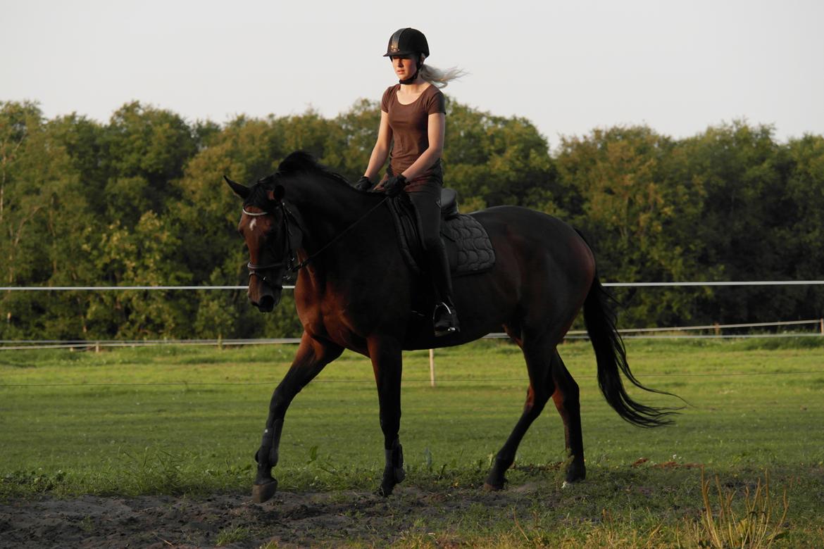 Dansk Varmblod Pauline Byhøj - Tøsen en dejlig sommer aften billede 7
