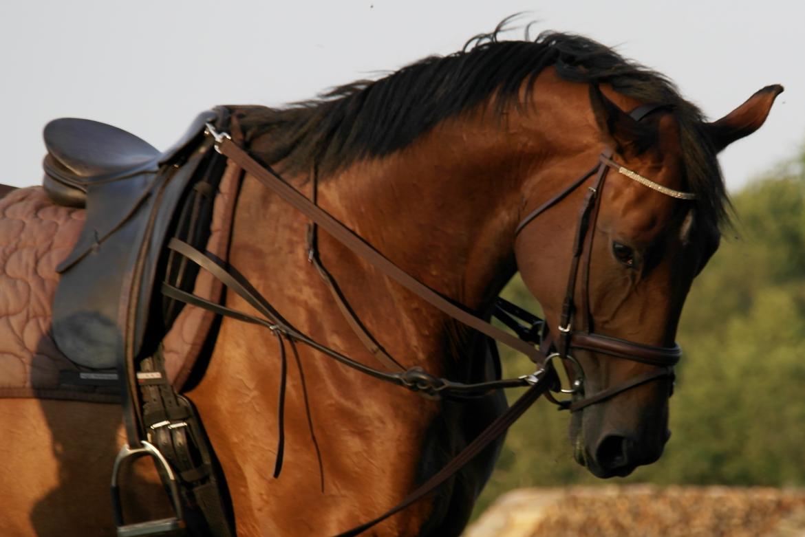 Dansk Varmblod Pauline Byhøj - Pauline i longen billede 34
