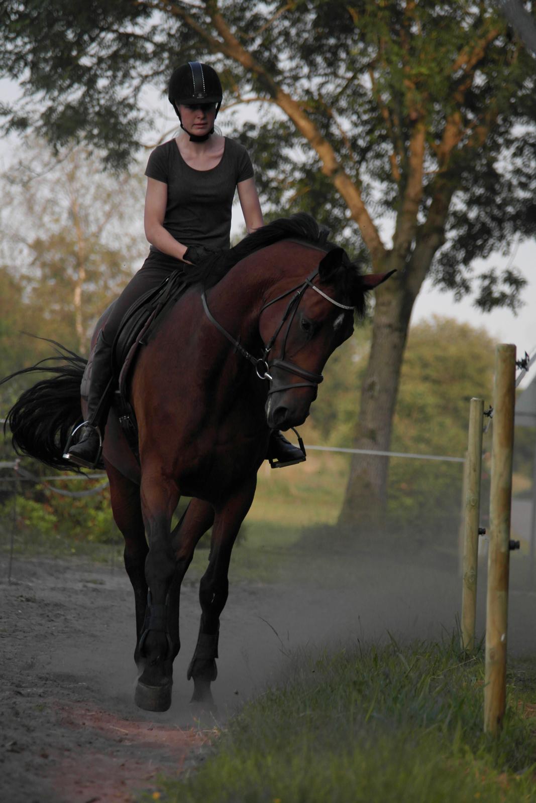 Dansk Varmblod Pauline Byhøj - kontra versade billede 20