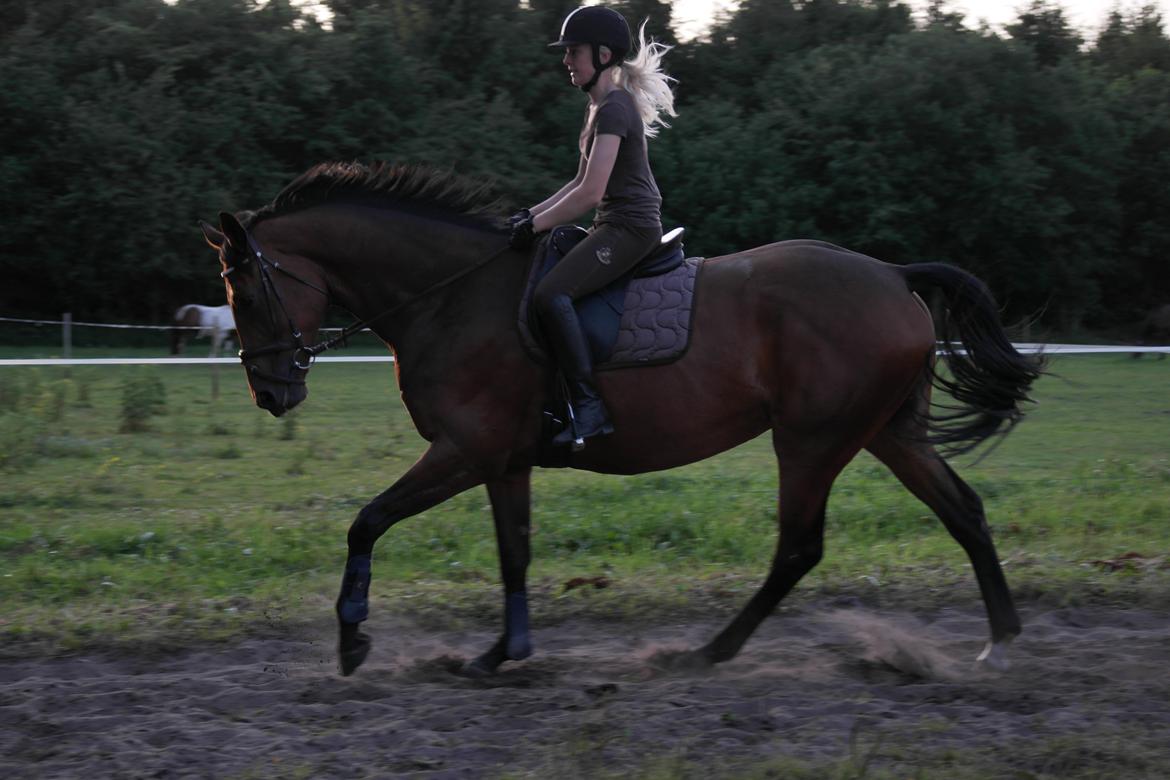 Dansk Varmblod Pauline Byhøj - <3 billede 12