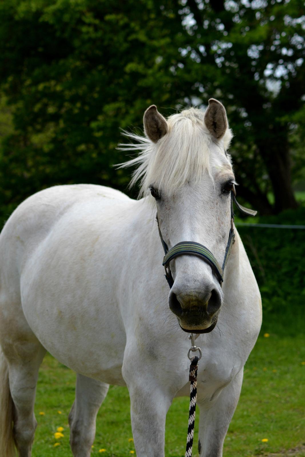 Anden særlig race Miss Dulle *Stjernepony* billede 23