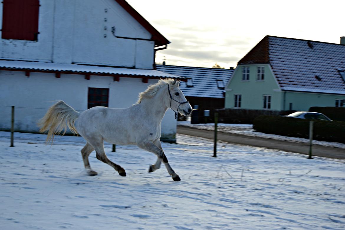 Anden særlig race Miss Dulle *Stjernepony* billede 24