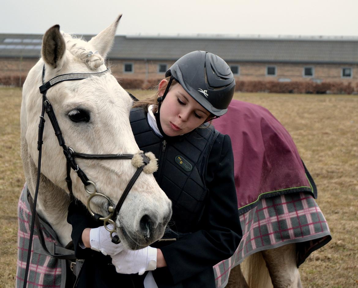 Anden særlig race Miss Dulle *Stjernepony* billede 30