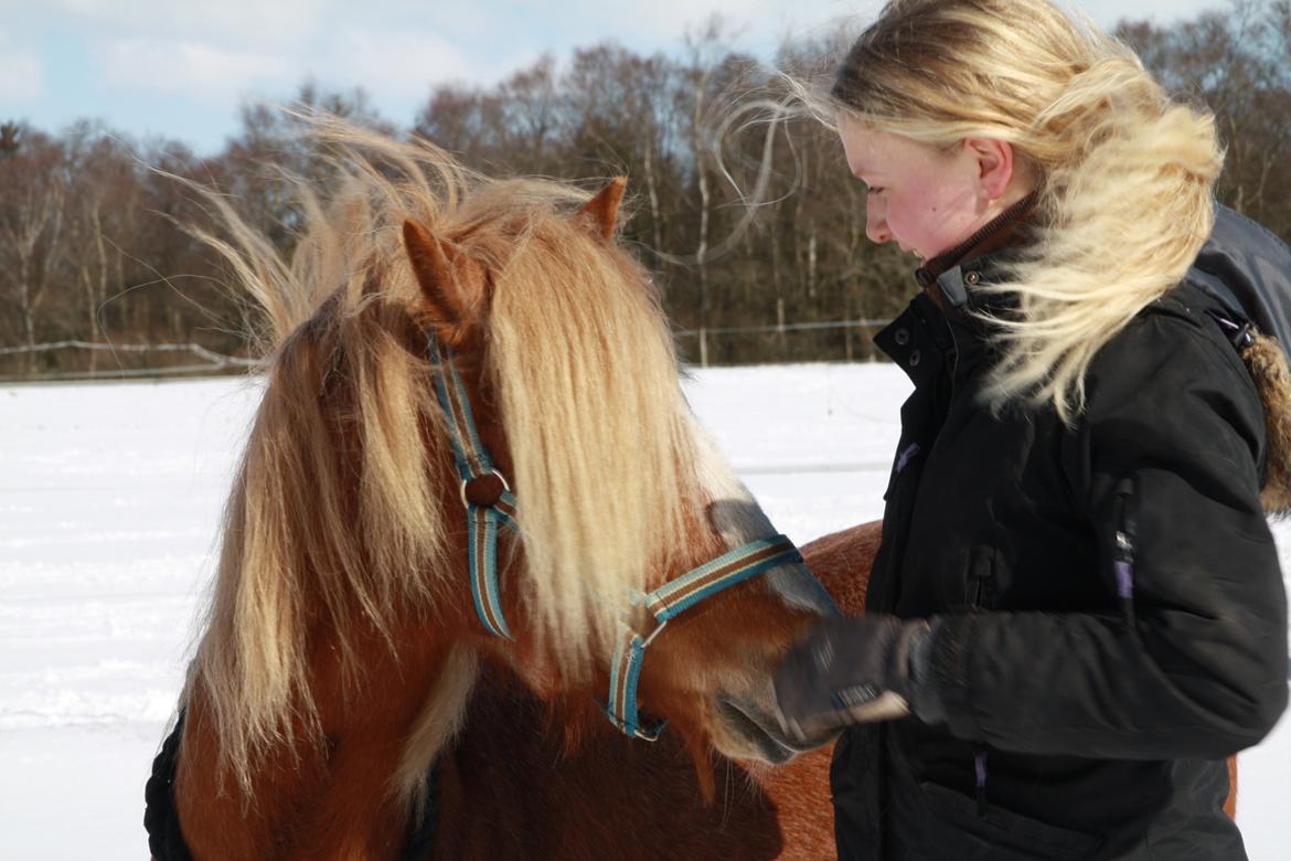 Hollandsk Sportspony Mads billede 14