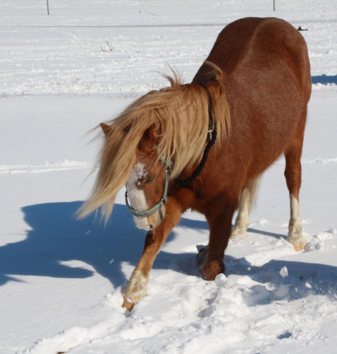 Hollandsk Sportspony Mads - mads nejer billede 13
