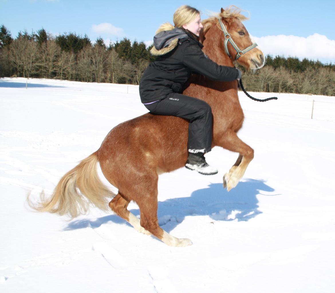 Hollandsk Sportspony Mads - skøre krik billede 7