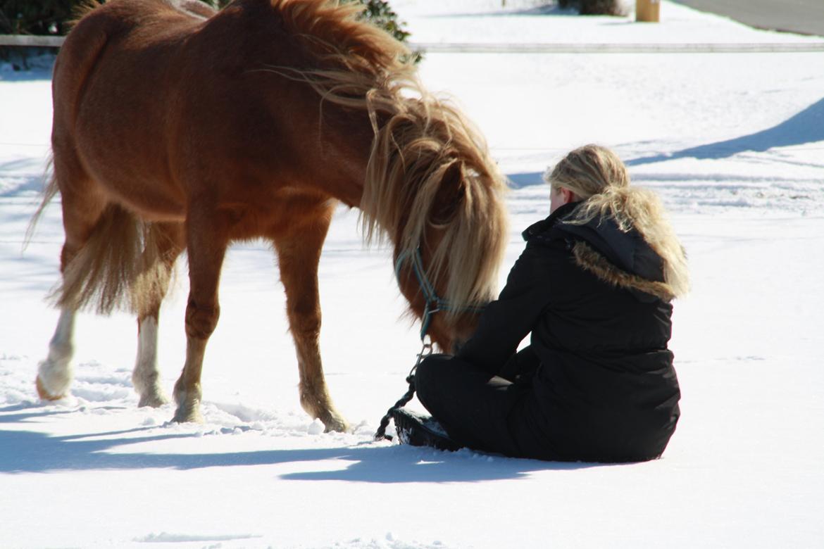 Hollandsk Sportspony Mads - en ven som dig kan ikke erstattes, du er perfekt og den bedste! jeg elsker dig og håber du bliver en gammel dejlig tyk pony <3 billede 17