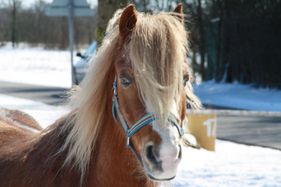 Hollandsk Sportspony Mads - en pony som dig er ubeskrivelig! billede 1