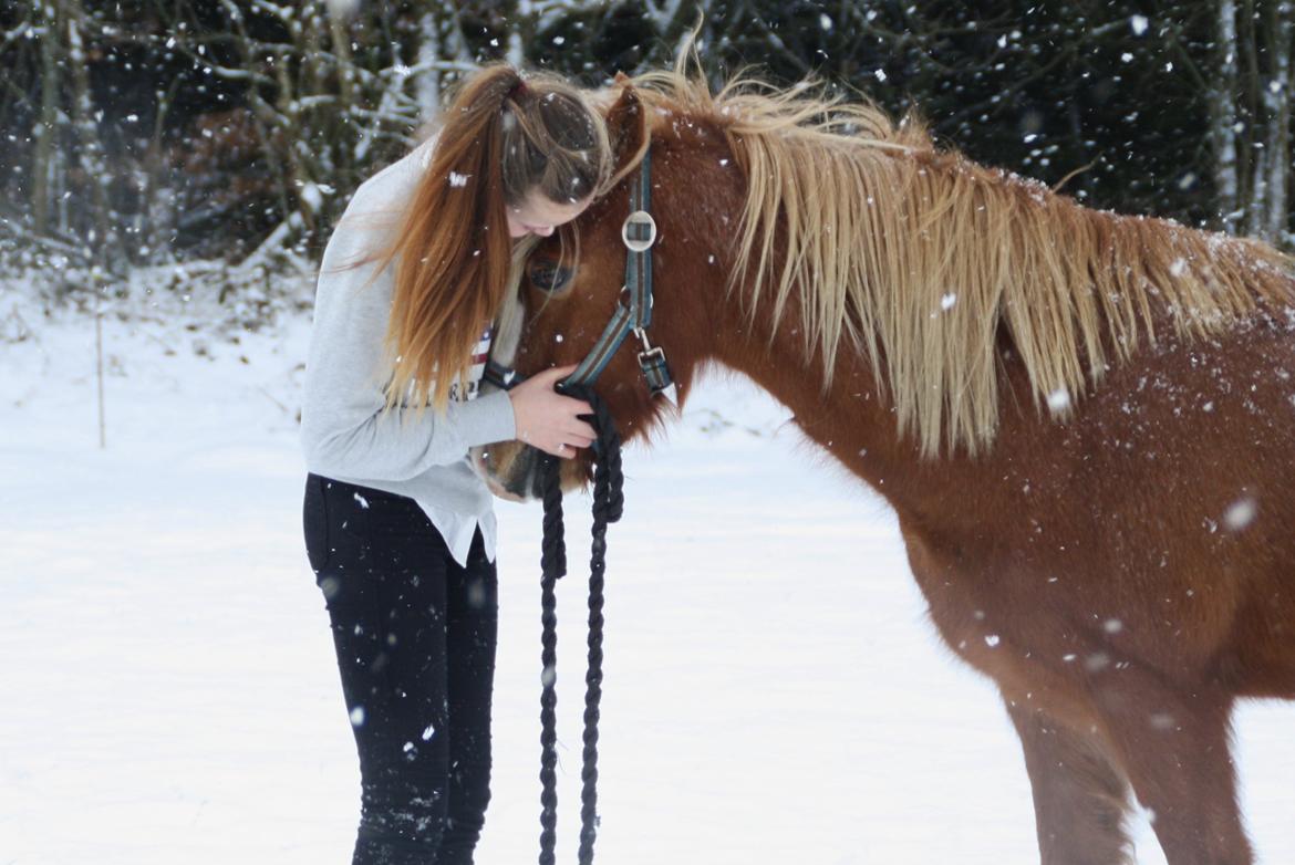 Hollandsk Sportspony Mads - Stine og mads billede 16