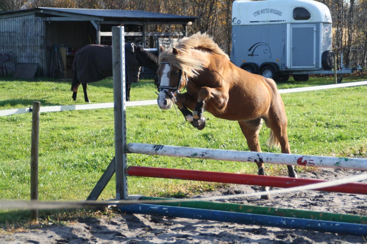 Hollandsk Sportspony Mads - løsspringer billede 4