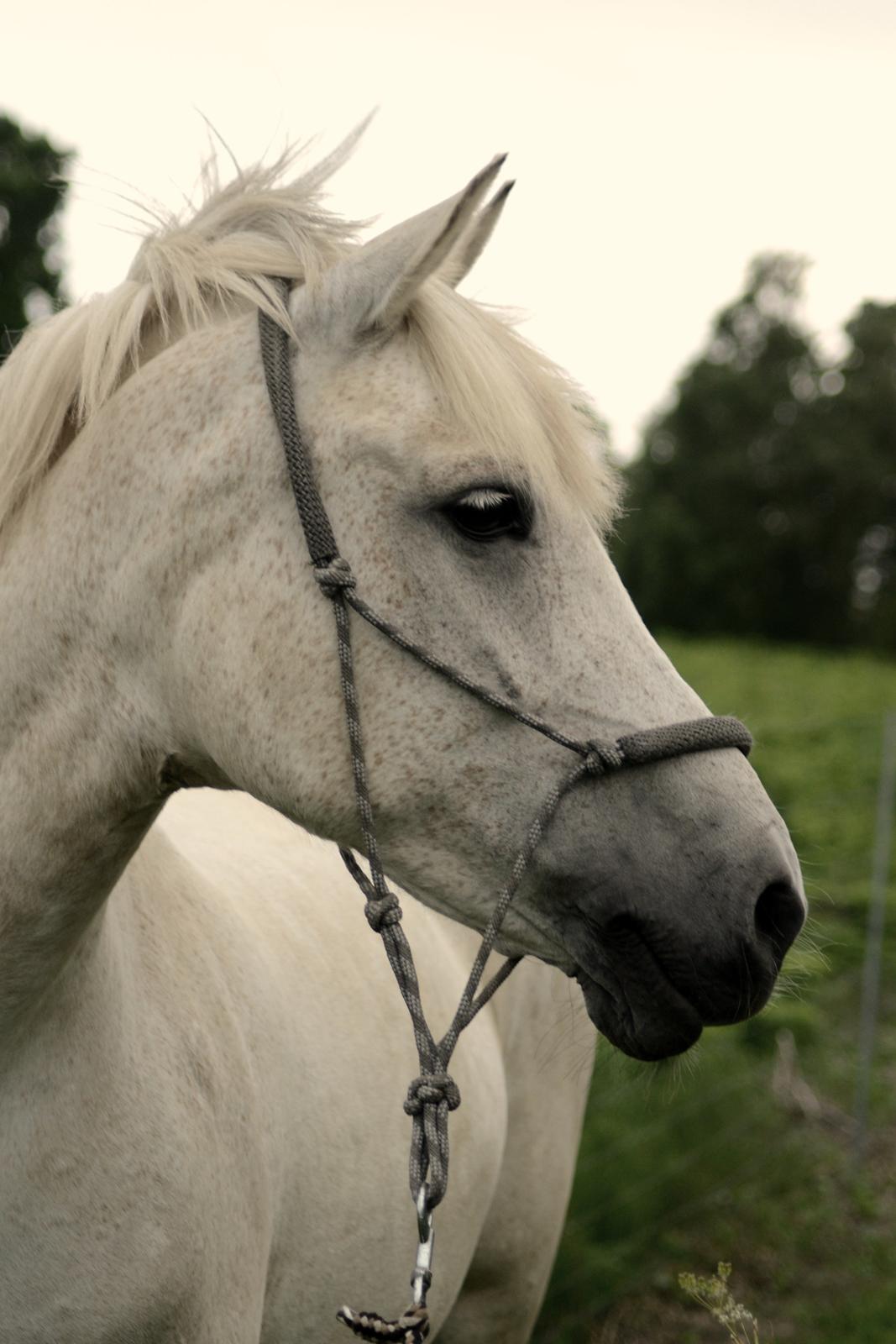 Anden særlig race Miss Dulle *Stjernepony* - Kønne dig! billede 25