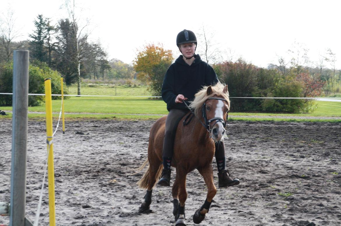 Hollandsk Sportspony Mads - <3 billede 12