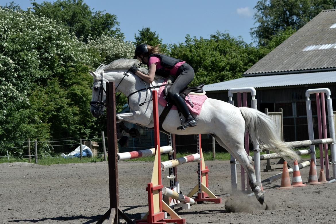 Anden særlig race Miss Dulle *Stjernepony* billede 26