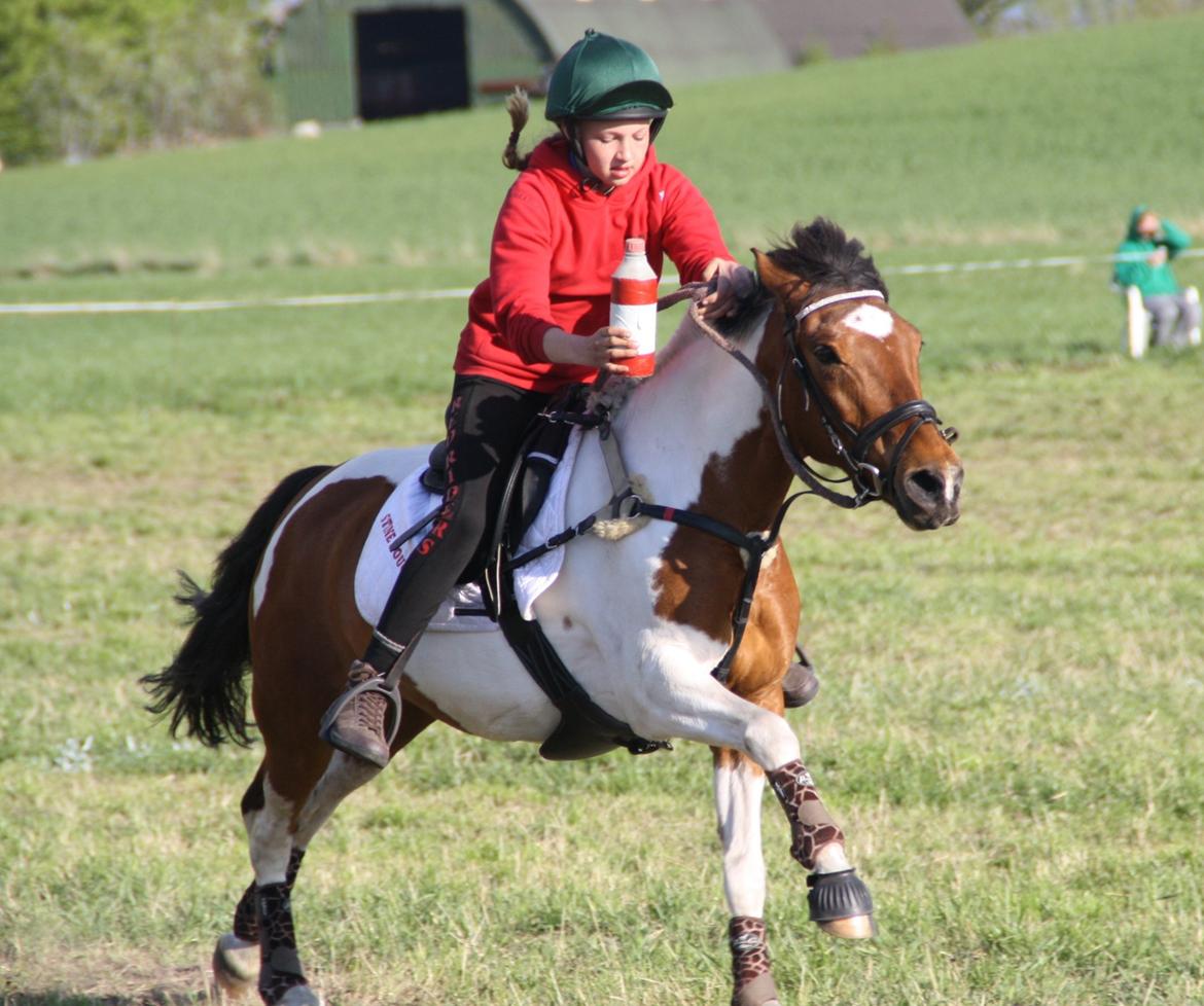 Anden særlig race Mille billede 16