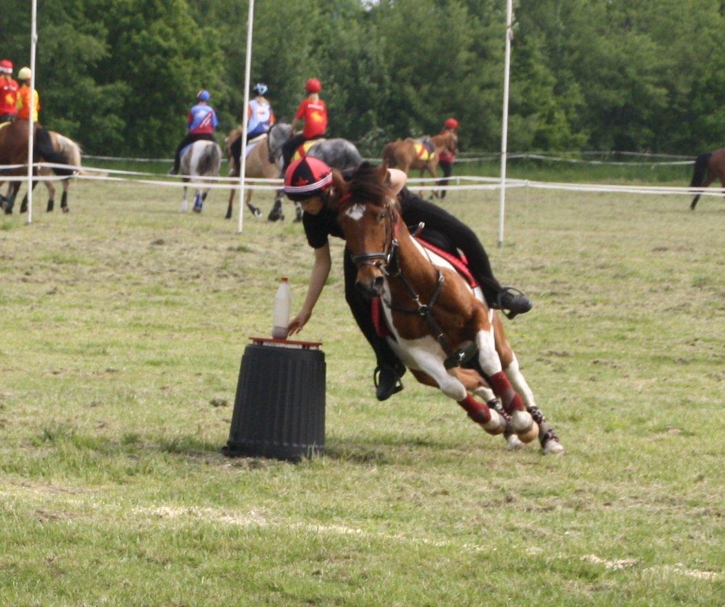 Anden særlig race Mille billede 11