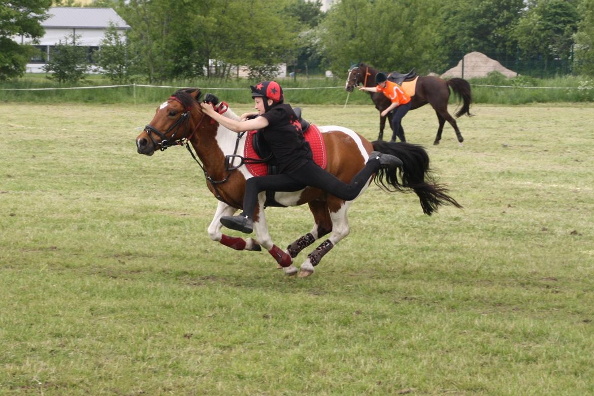 Anden særlig race Mille billede 13