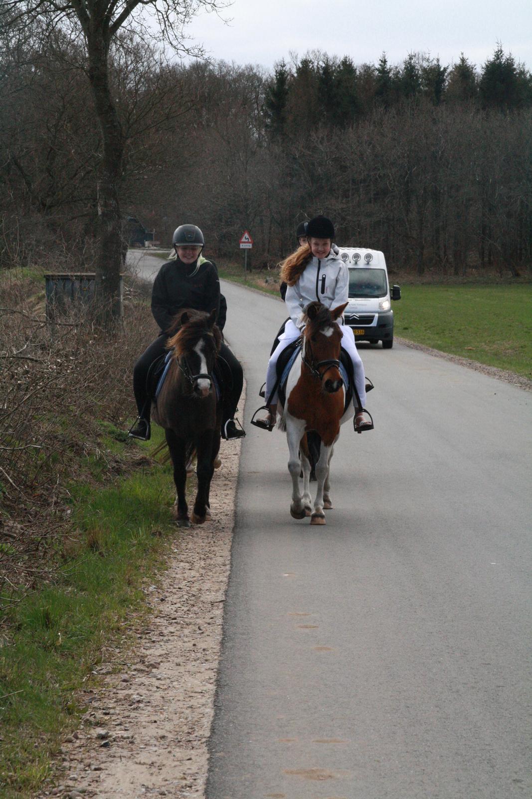 Anden særlig race Mille - på vej hjem fra kirken billede 14