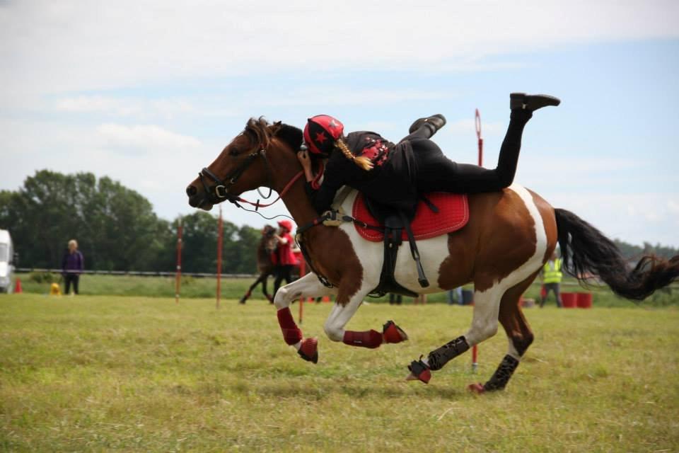 Anden særlig race Mille billede 8