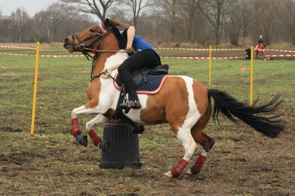 Anden særlig race Mille billede 26