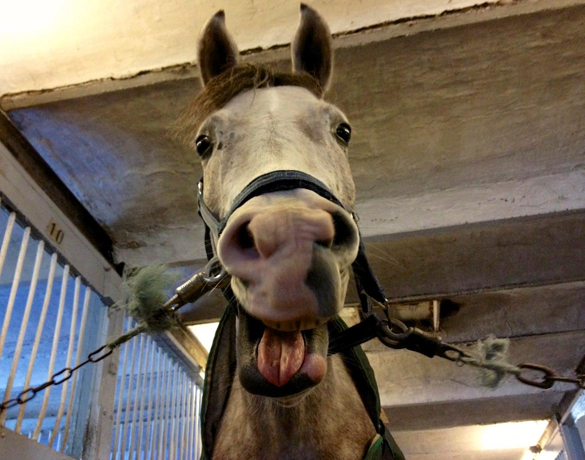 Anden særlig race Merlin - Altid smækker lækker! billede 1