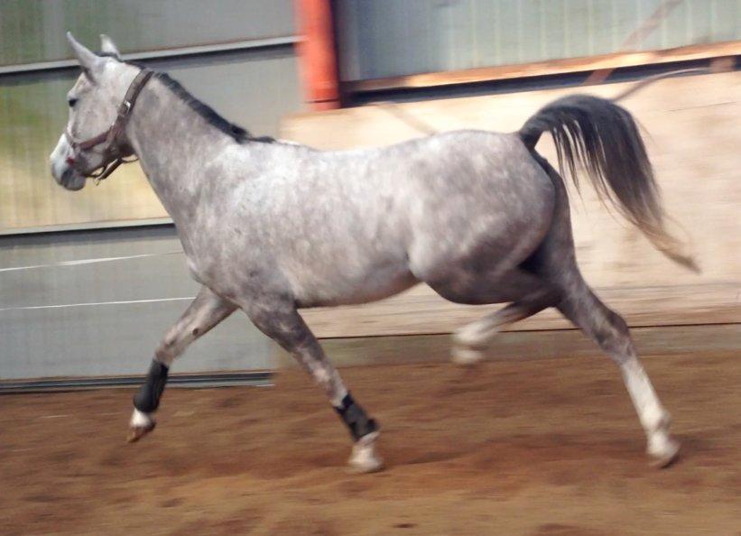 Anden særlig race Merlin - Man kan aldrig vide sig sikker om der er gamacher på bagbenene :-) billede 4