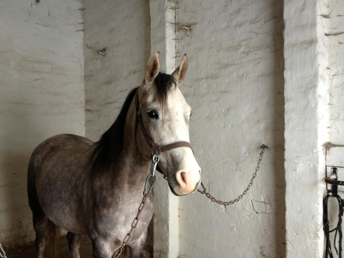 Anden særlig race Merlin billede 6