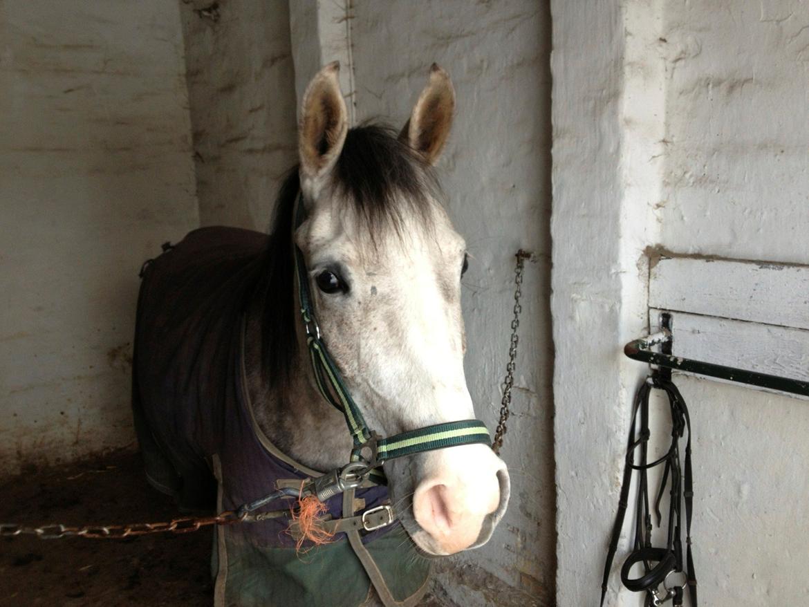 Anden særlig race Merlin billede 7