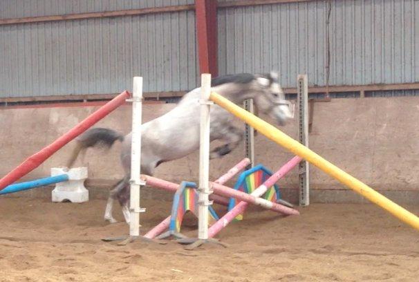 Anden særlig race Merlin billede 5