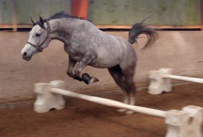 Anden særlig race Merlin billede 8