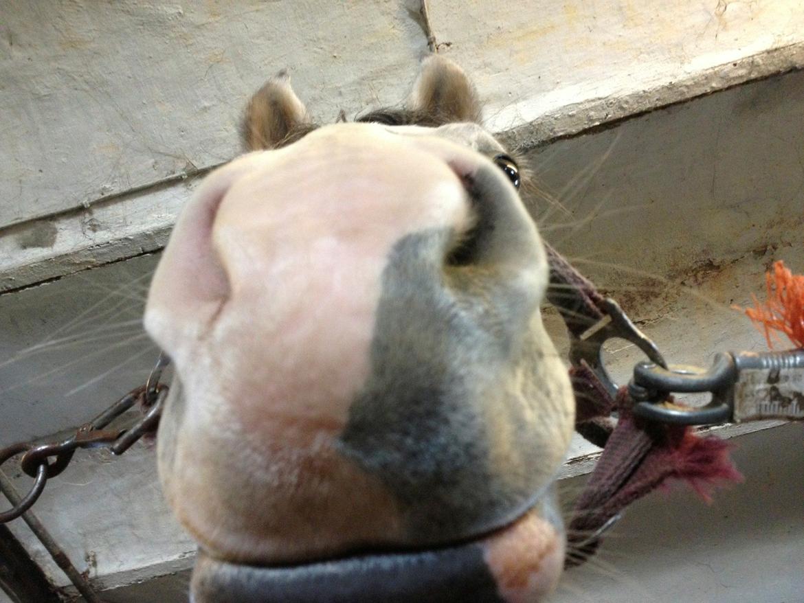 Anden særlig race Merlin billede 9