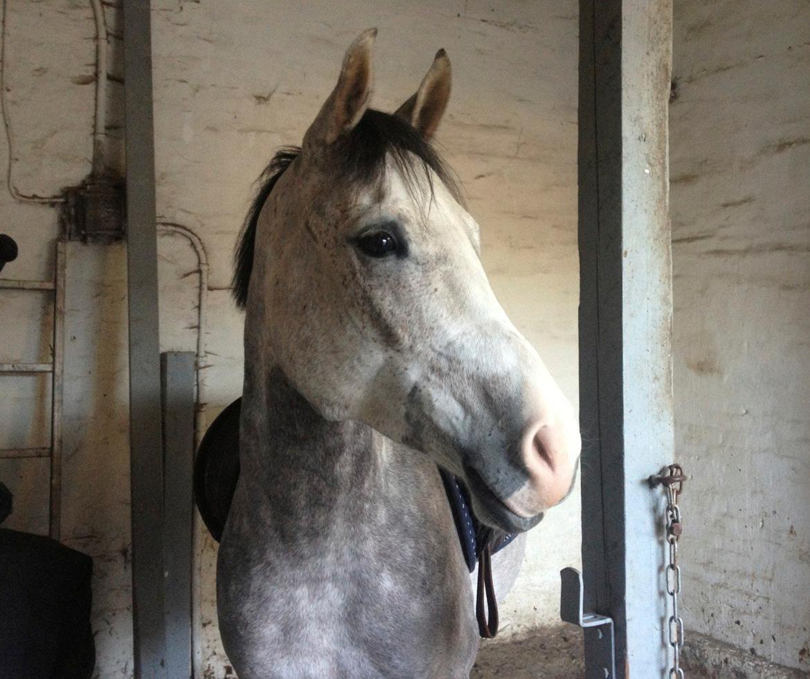Anden særlig race Merlin billede 2