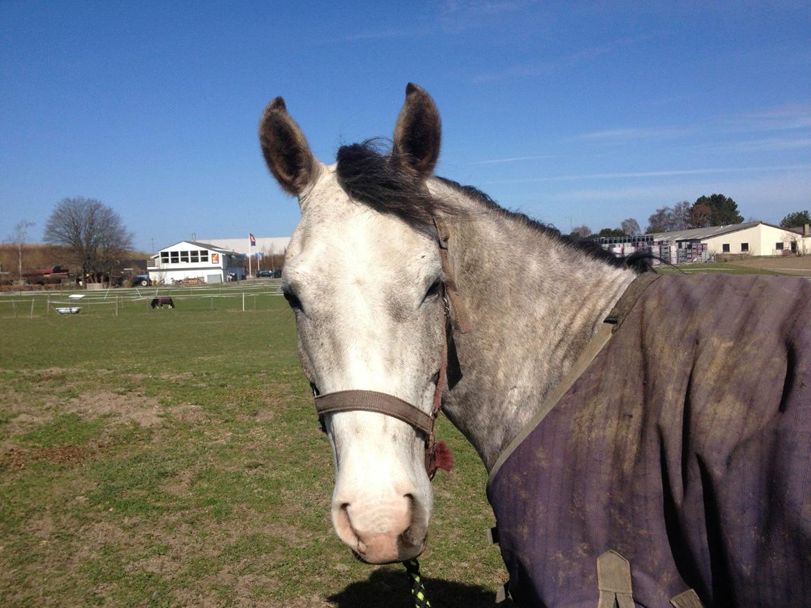 Anden særlig race Merlin billede 10