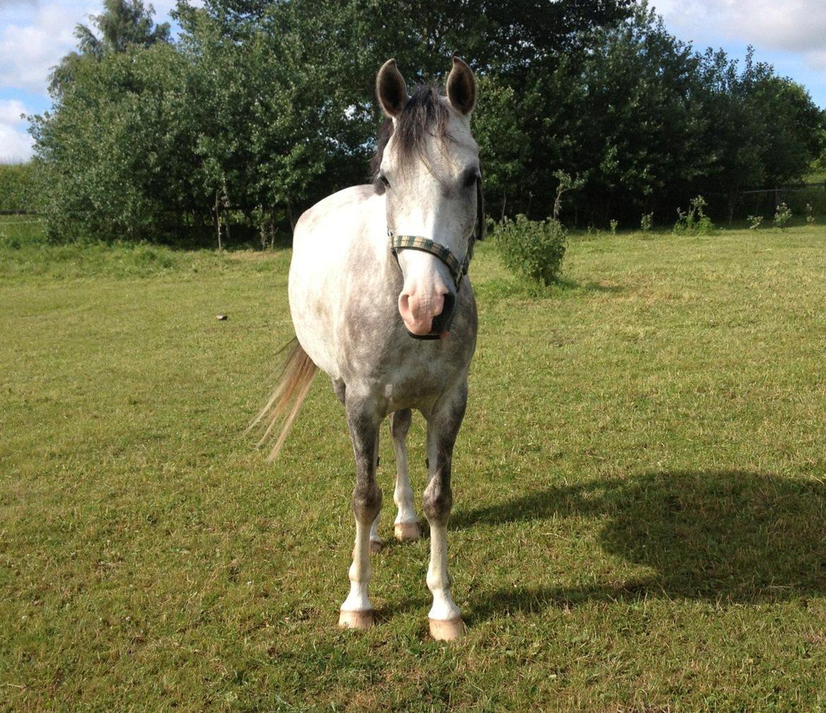 Anden særlig race Merlin billede 11