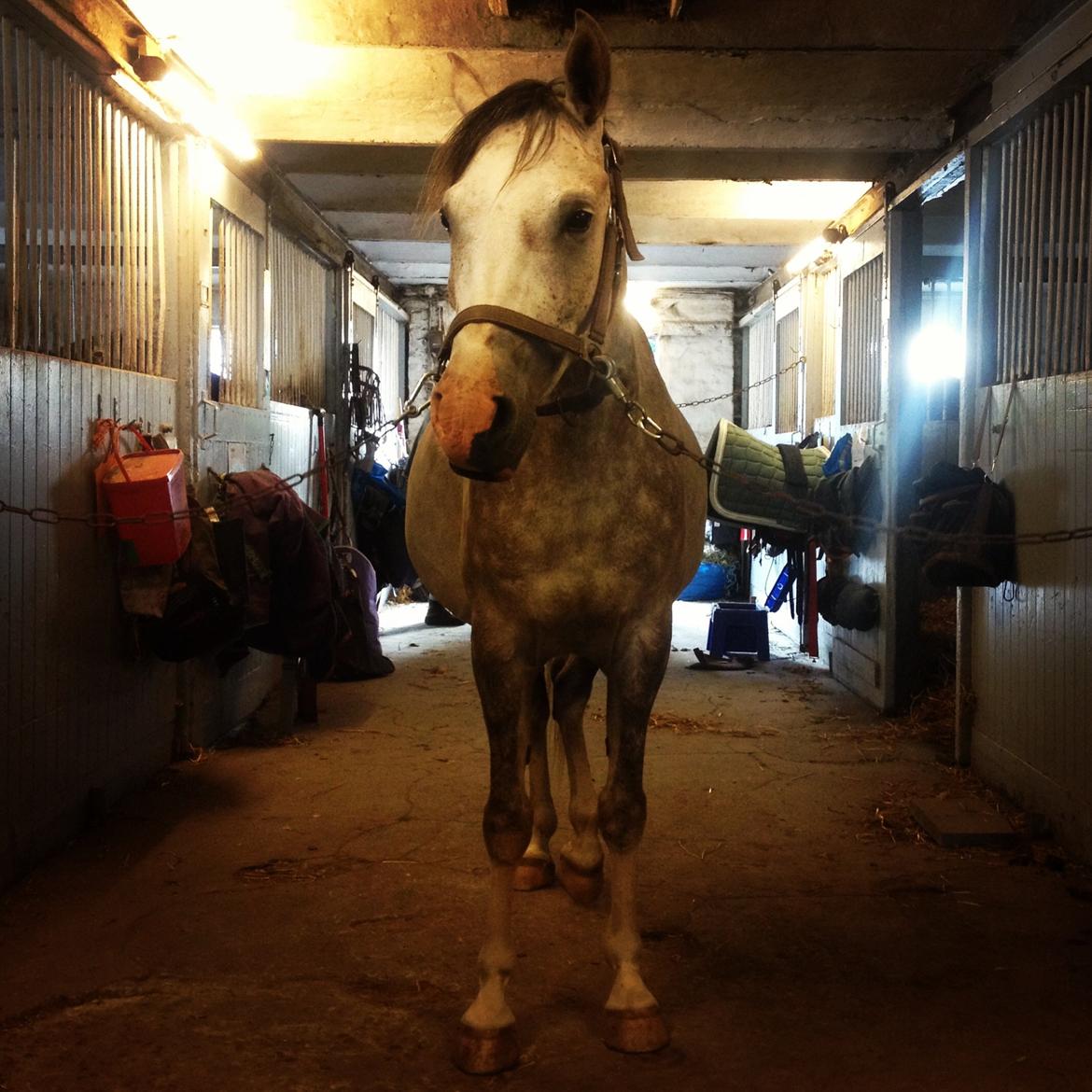 Anden særlig race Merlin - Nu med vommi :-)) billede 12