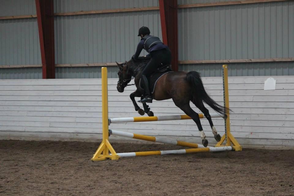 Anden særlig race Felix - Ridelejr 2013 
(Sofie Nymark der rider) billede 19