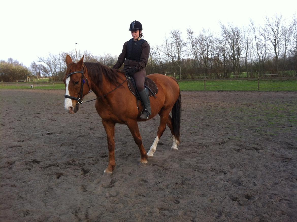Hannoveraner Nimitz billede 16