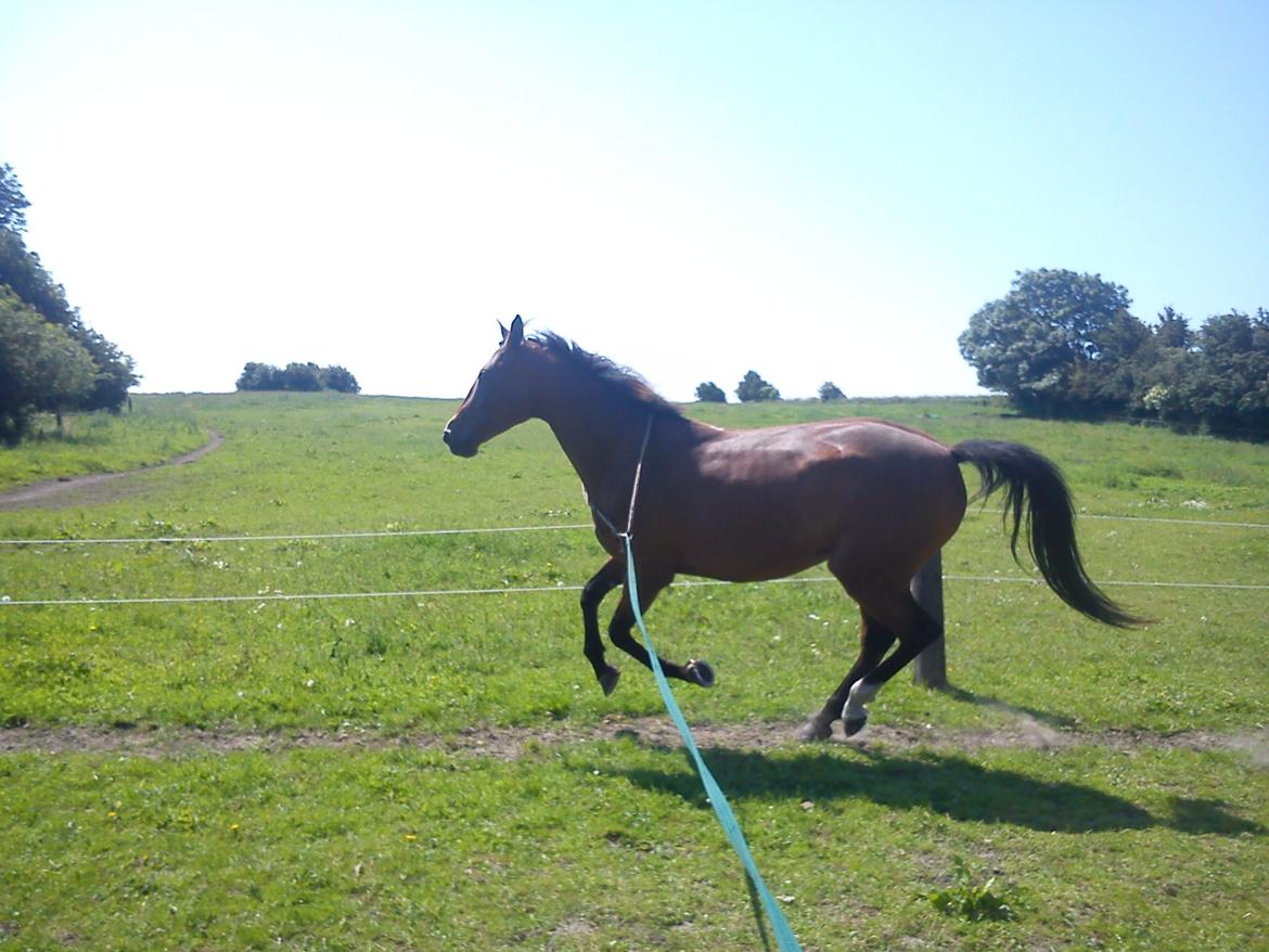 Anden særlig race Claudemirs Lacosta *Skadet* - Elsker dette billede! Siger bare så meget. Lige så sindssyg hun kan være, lige så sød kan hun være <3 billede 5