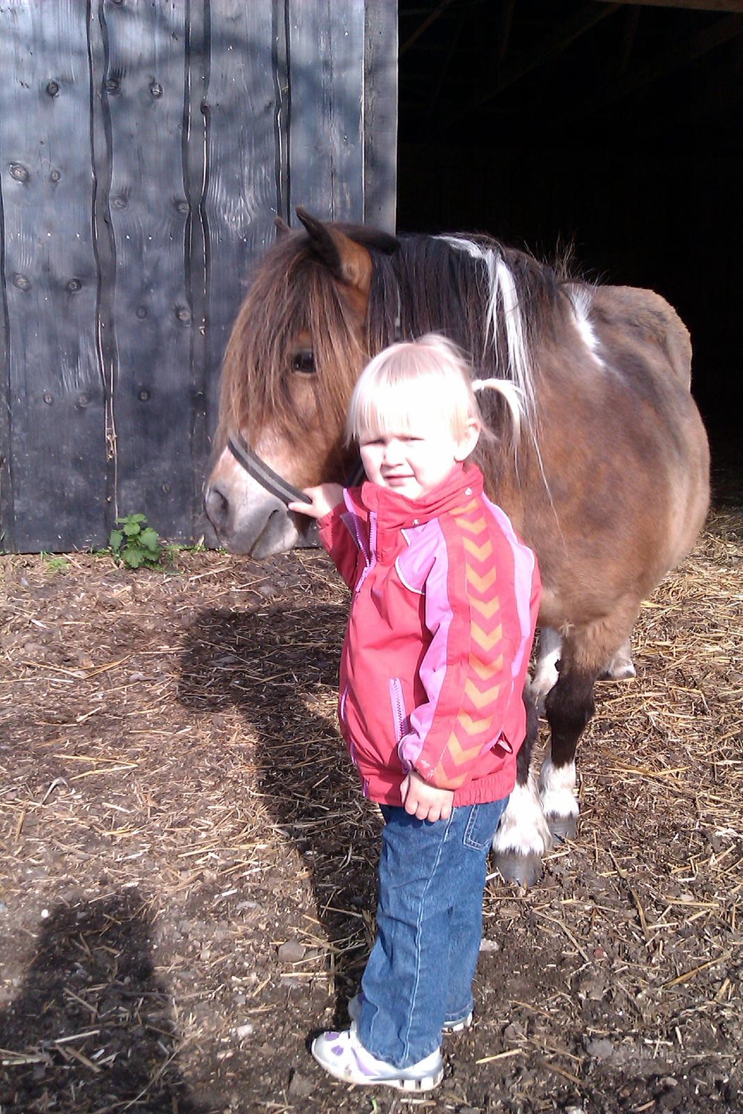 Shetlænder Vegenå S Hyhy (himmel pony ??) billede 1