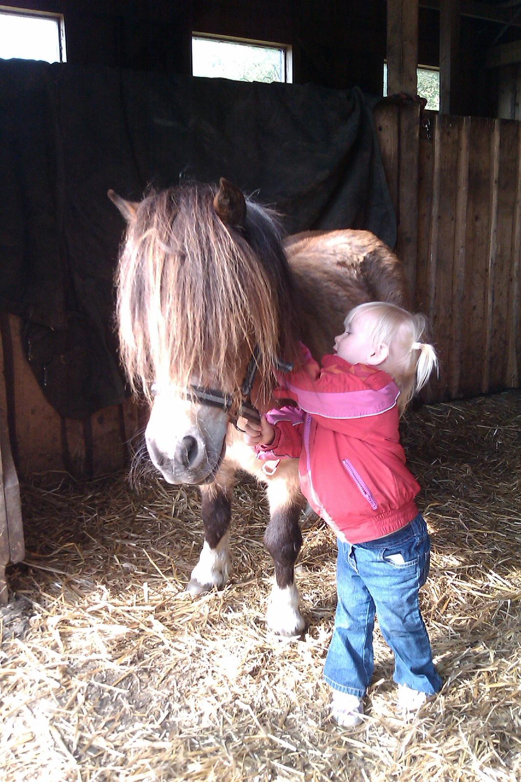 Shetlænder Vegenå S Hyhy (himmel pony ??) billede 2
