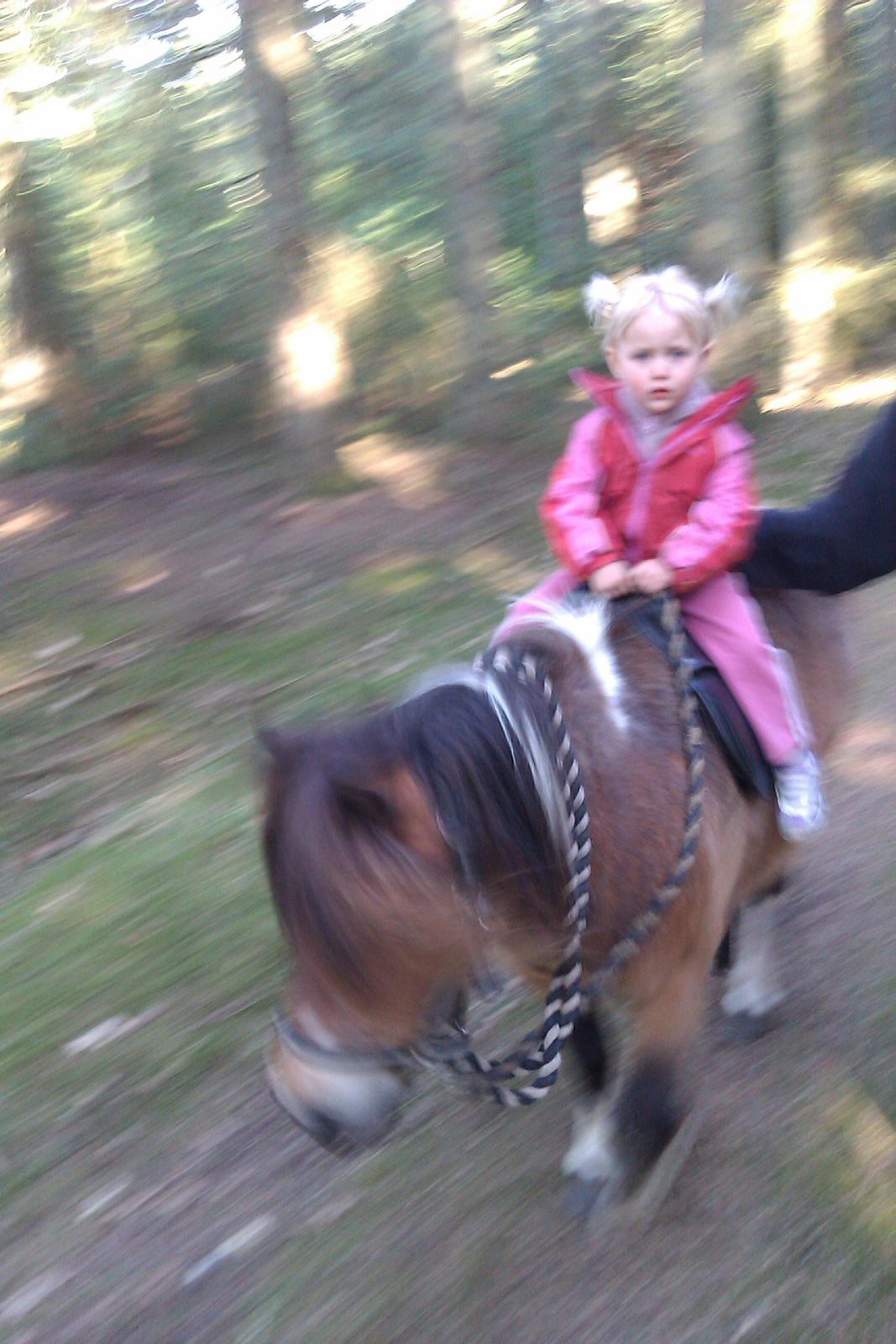 Shetlænder Vegenå S Hyhy (himmel pony ??) billede 3