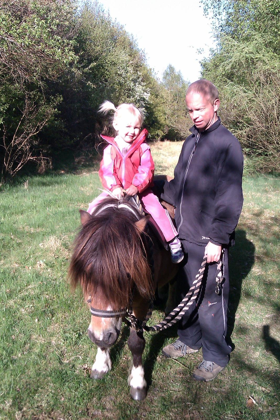 Shetlænder Vegenå S Hyhy (himmel pony ??) billede 4