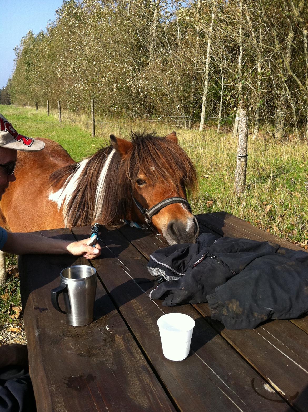 Shetlænder Vegenå S Hyhy (himmel pony ??) billede 5