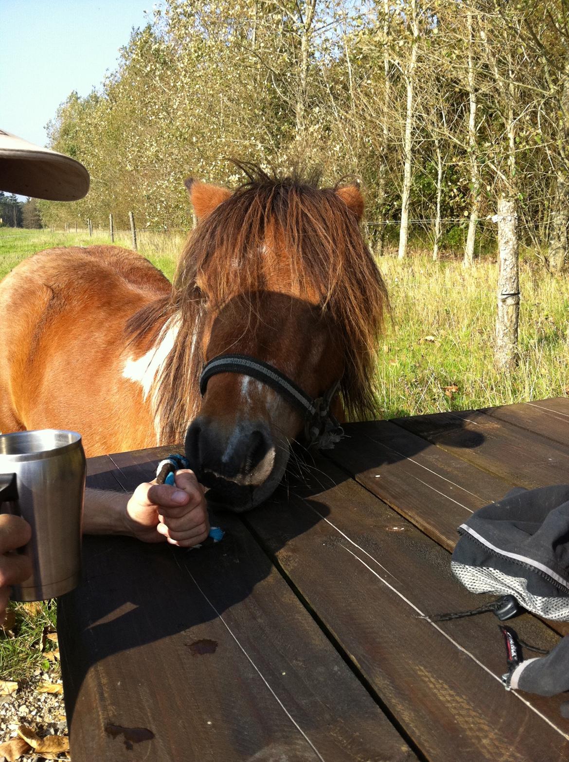 Shetlænder Vegenå S Hyhy (himmel pony ??) billede 6